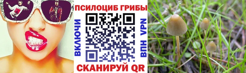 Псилоцибиновые грибы MAGIC MUSHROOMS  hydra ССЫЛКА  Хадыженск 